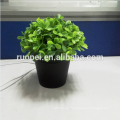 Top quality small bonsai for home decorative small potted plant